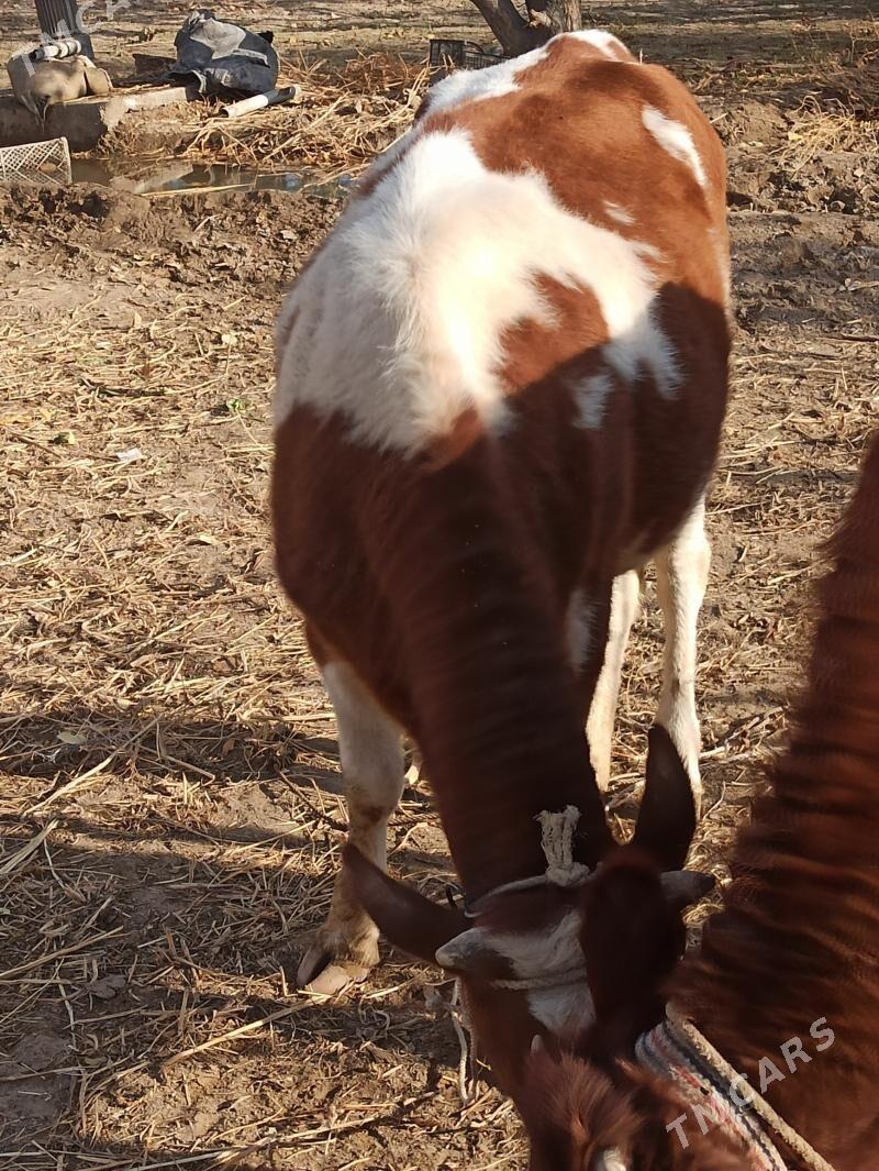 Tana gaçar - Şabat etr. - img 2