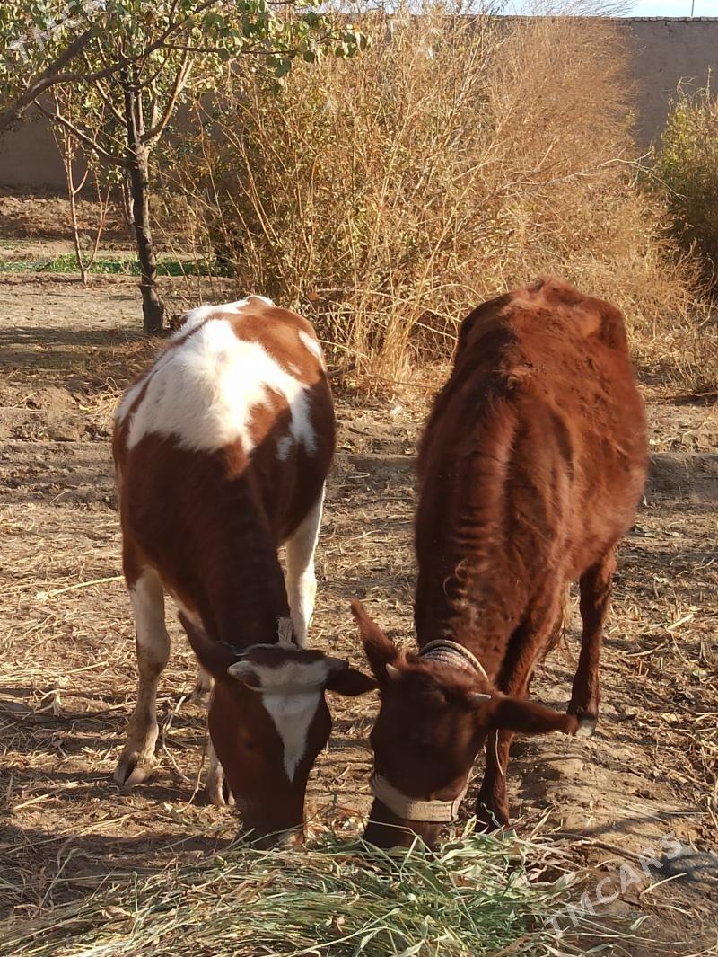 Tana gaçar - Şabat etr. - img 3