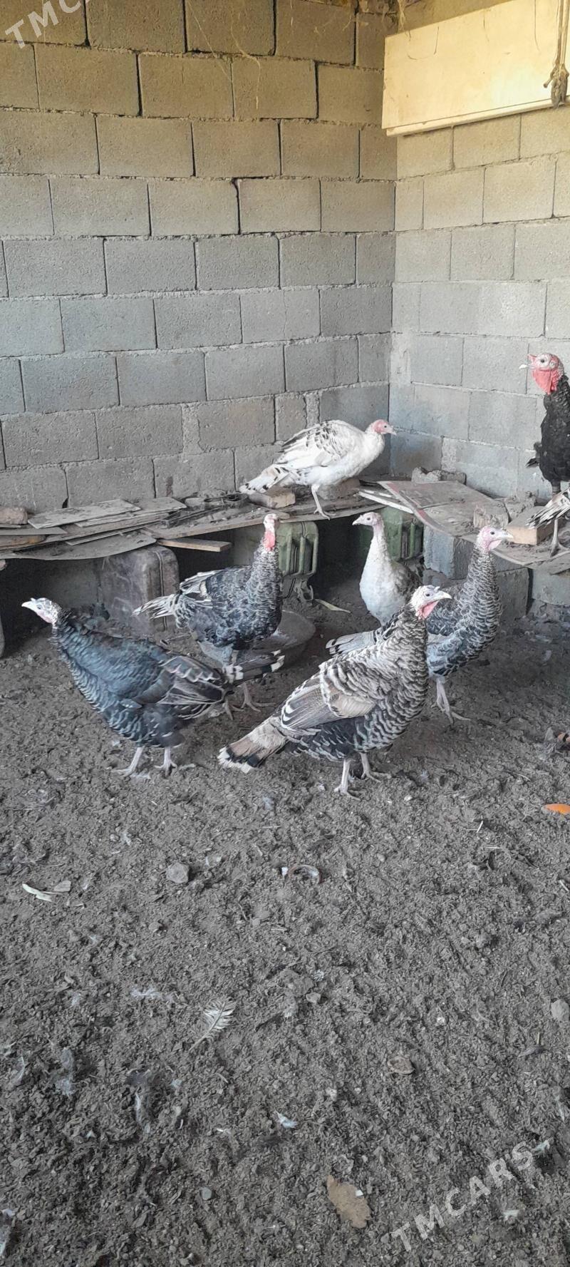 Балгар товуклар. 5 ай болан - Bagyr - img 4