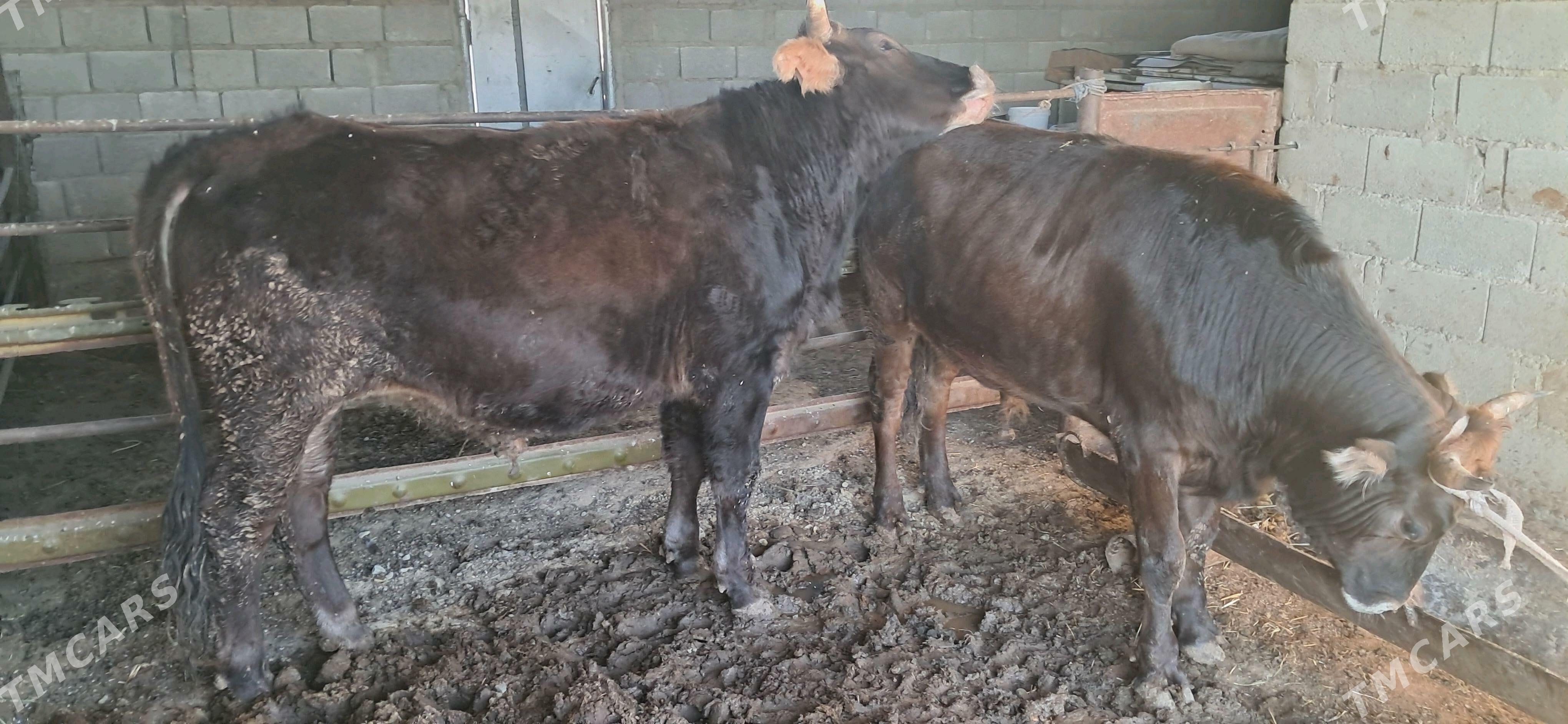 öküz - Гызыларбат - img 7