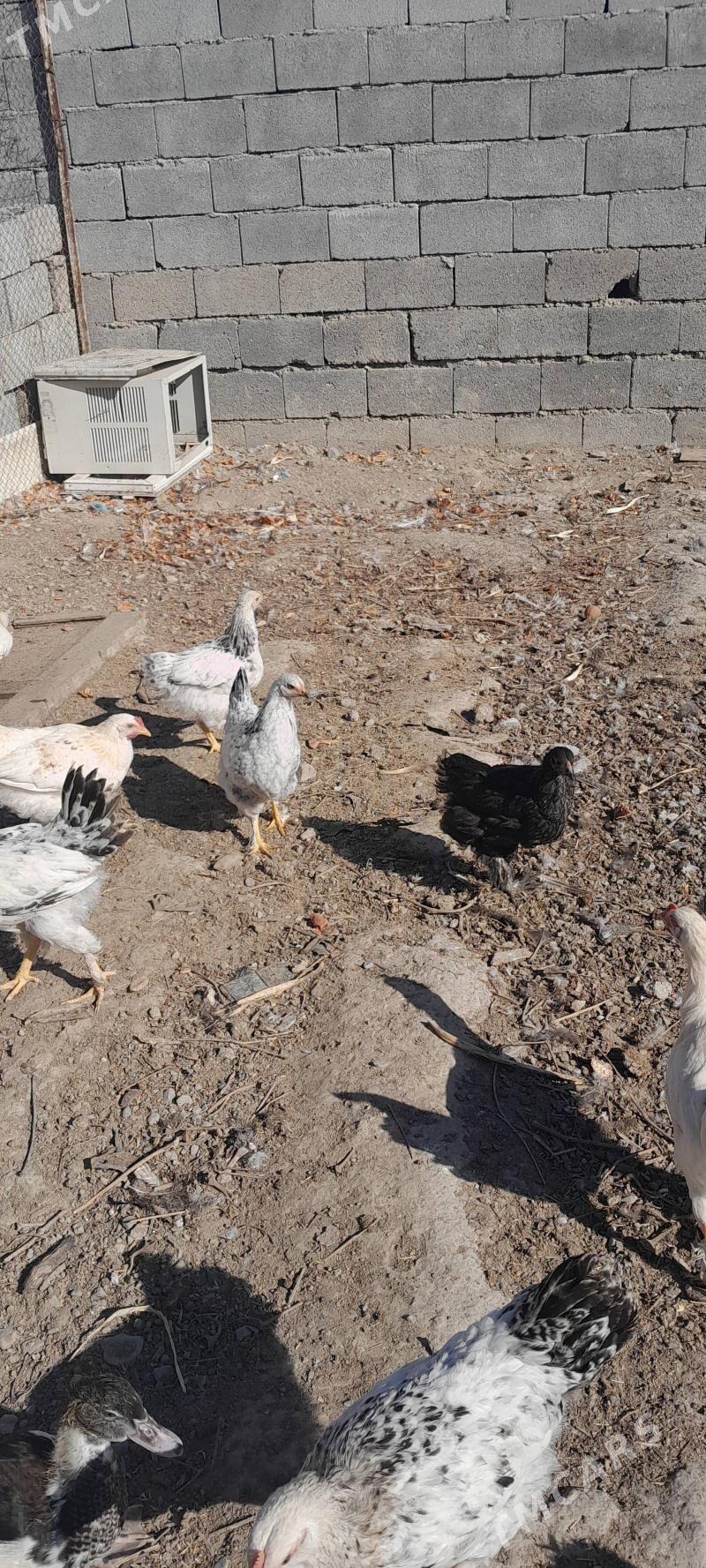 Балгар товуклар. 5 ай болан - Bagyr - img 3