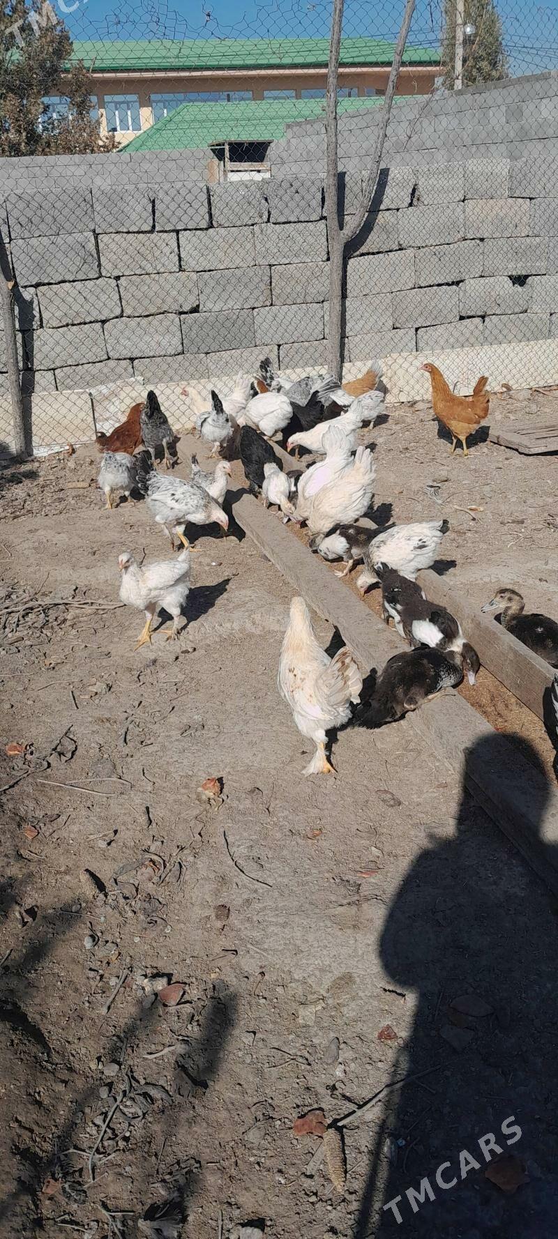 Балгар товуклар. 5 ай болан - Bagyr - img 2