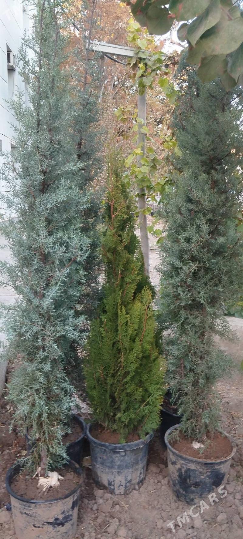 yolka arzoniski - Aşgabat - img 2