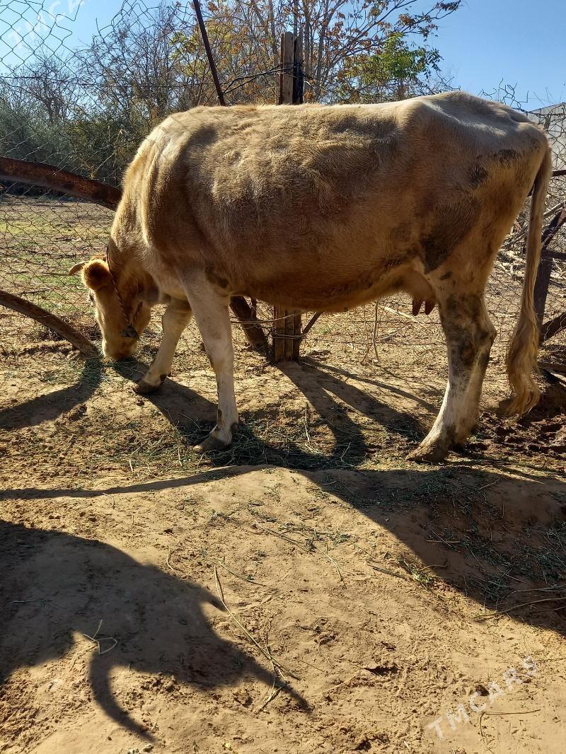 Sygyr - Änew - img 3