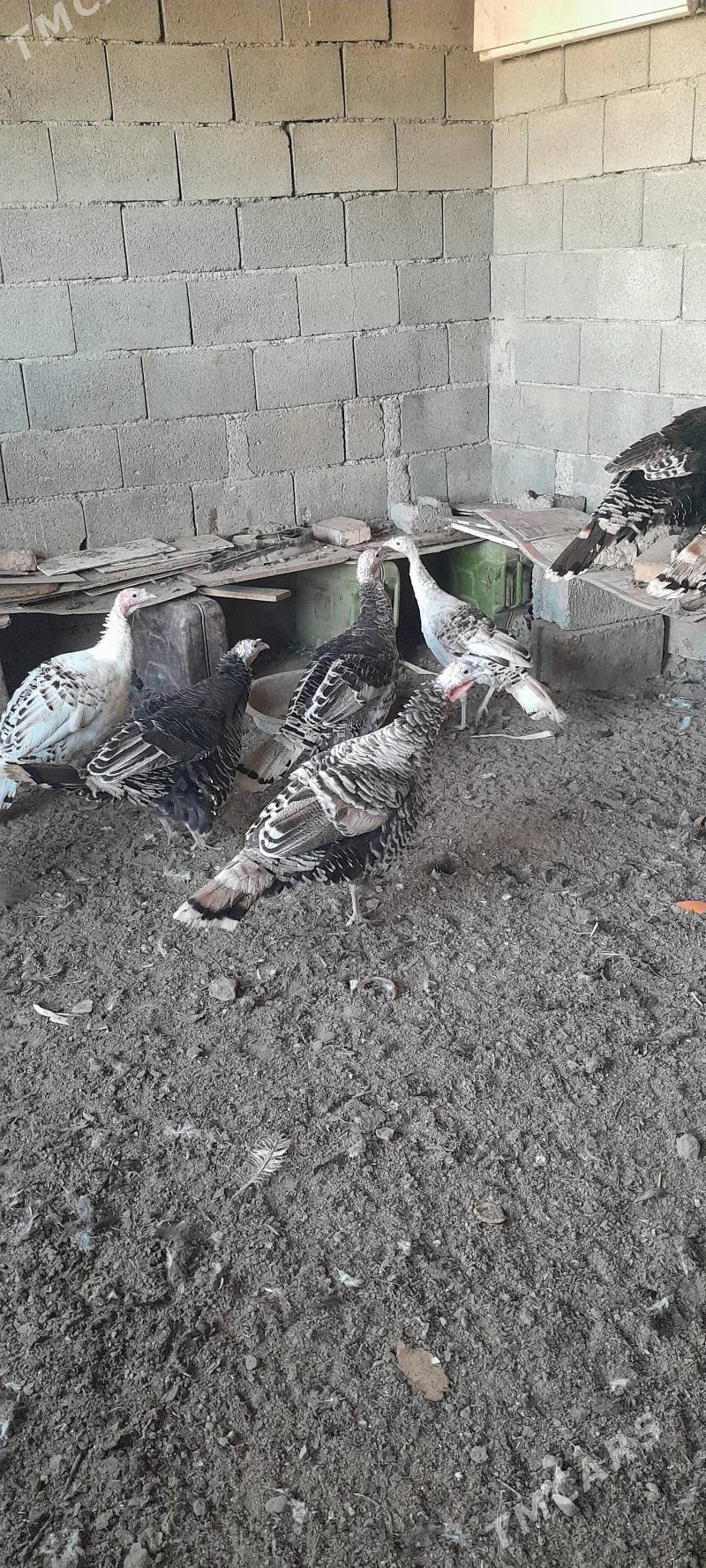 Балгар товуклар. 5 ай болан - Bagyr - img 5