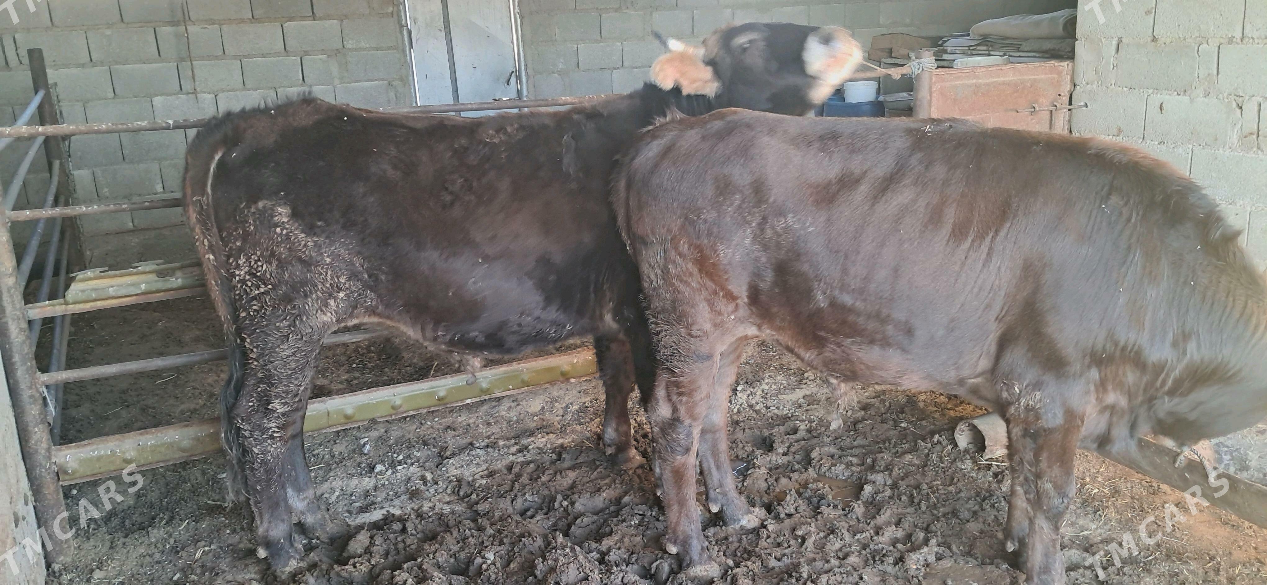 öküz - Гызыларбат - img 5