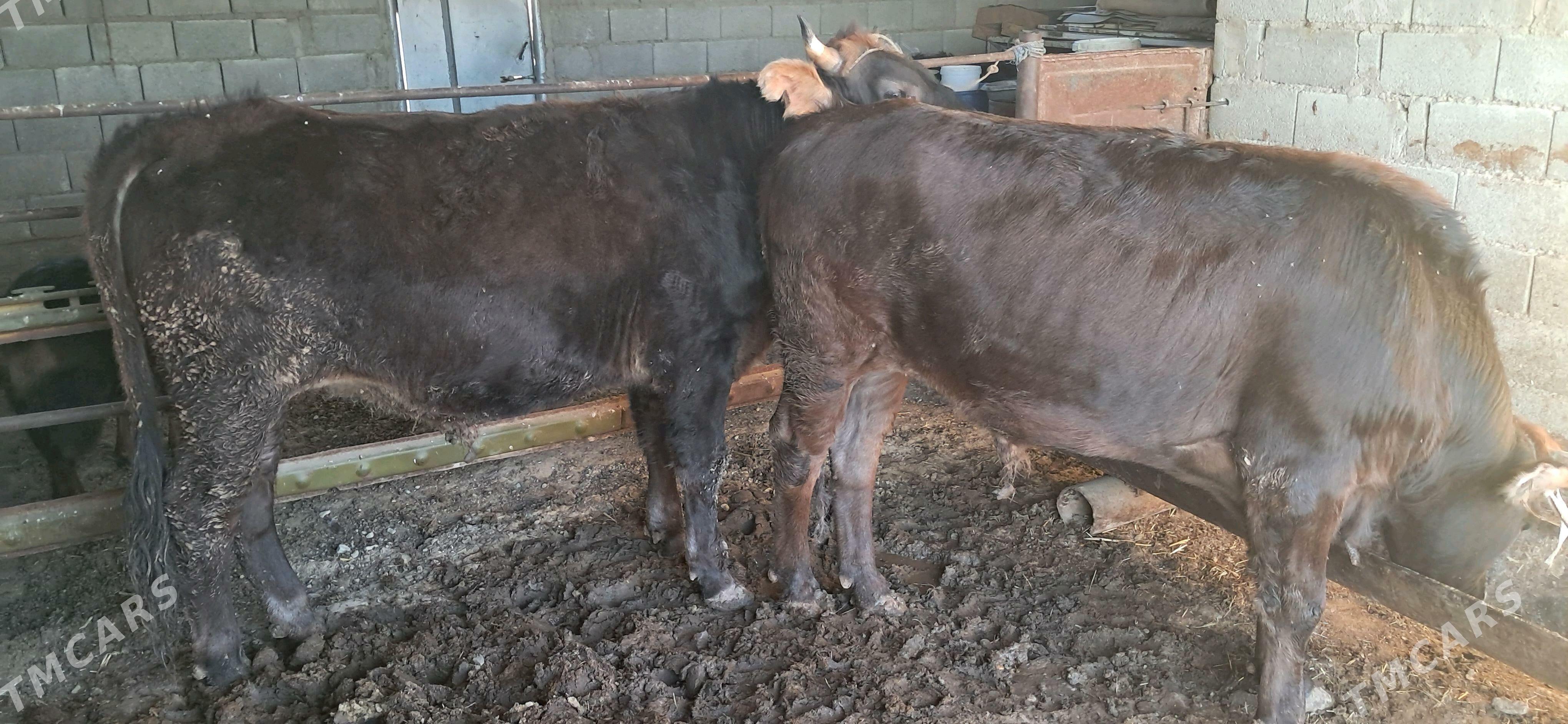 öküz - Гызыларбат - img 6