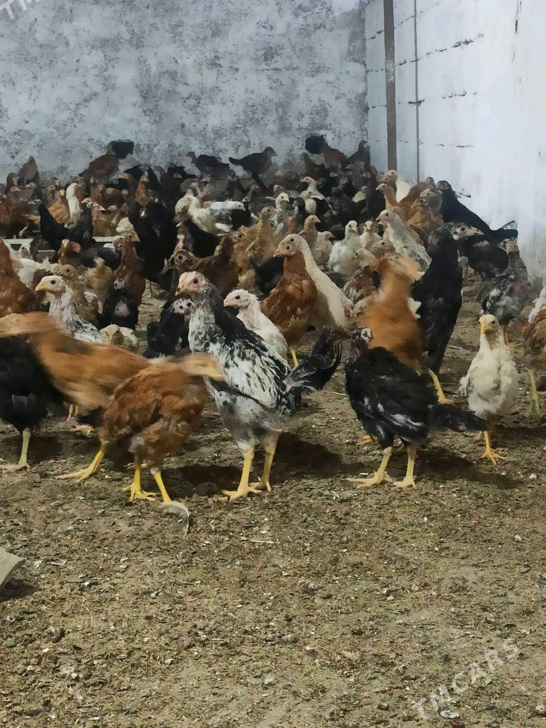 towuk juyje - Сакарчага - img 2