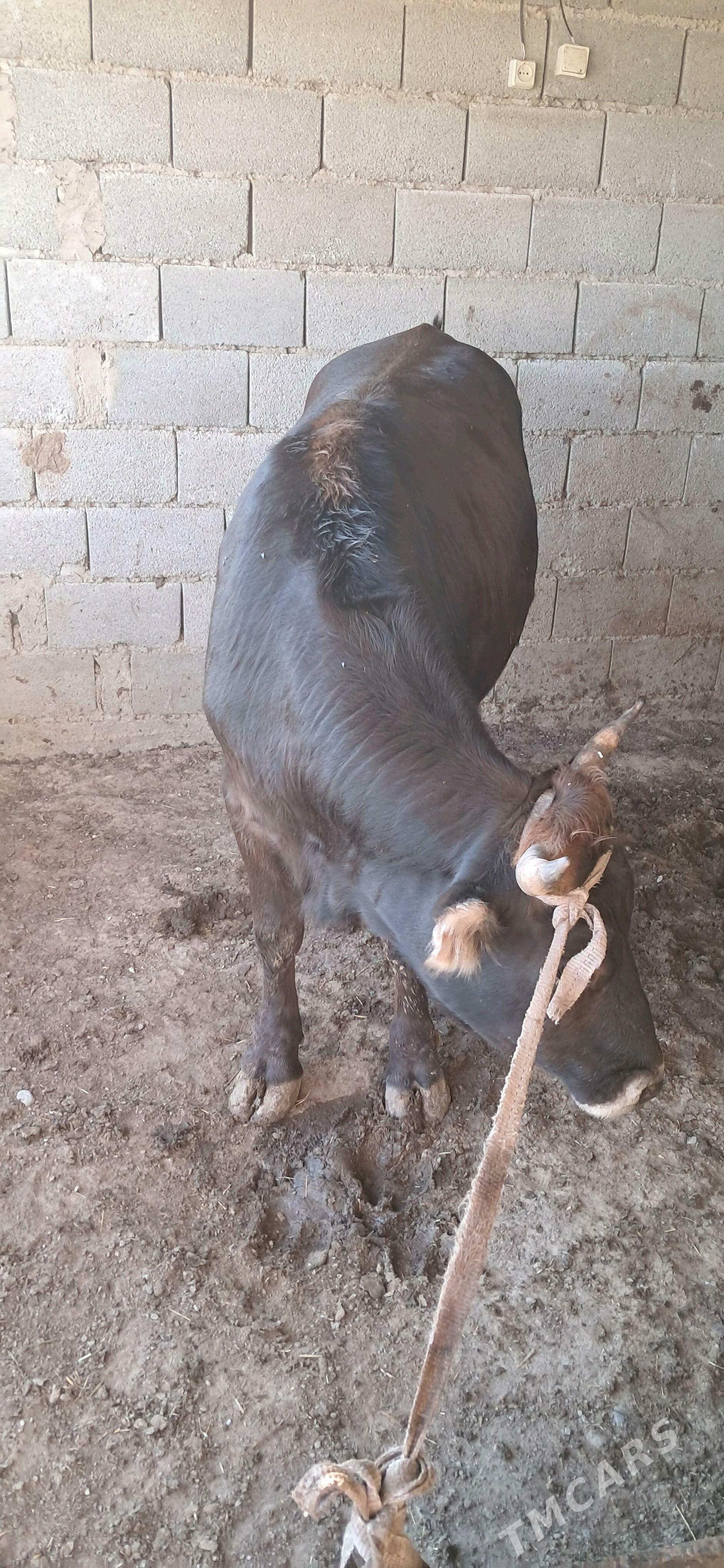 öküz - Гызыларбат - img 4