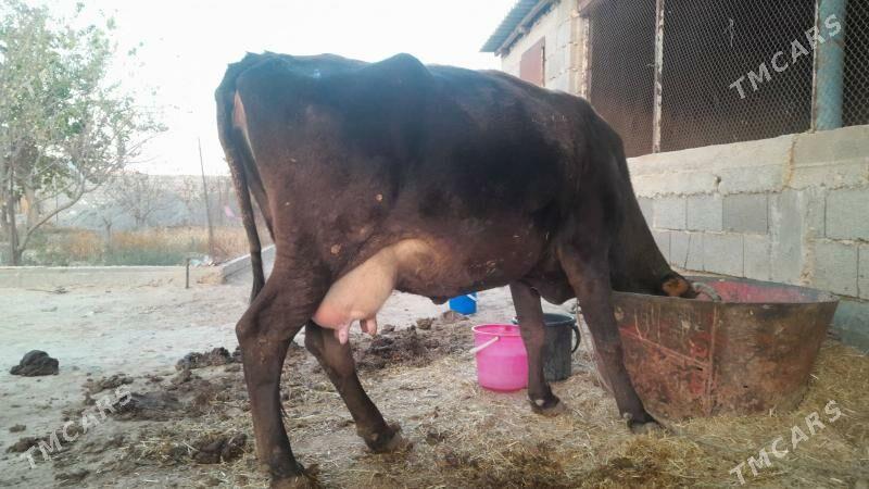 Şwes sygyr - Gyzylarbat - img 3