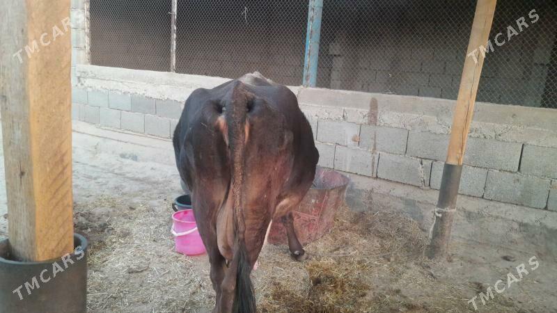 Şwes sygyr - Gyzylarbat - img 4