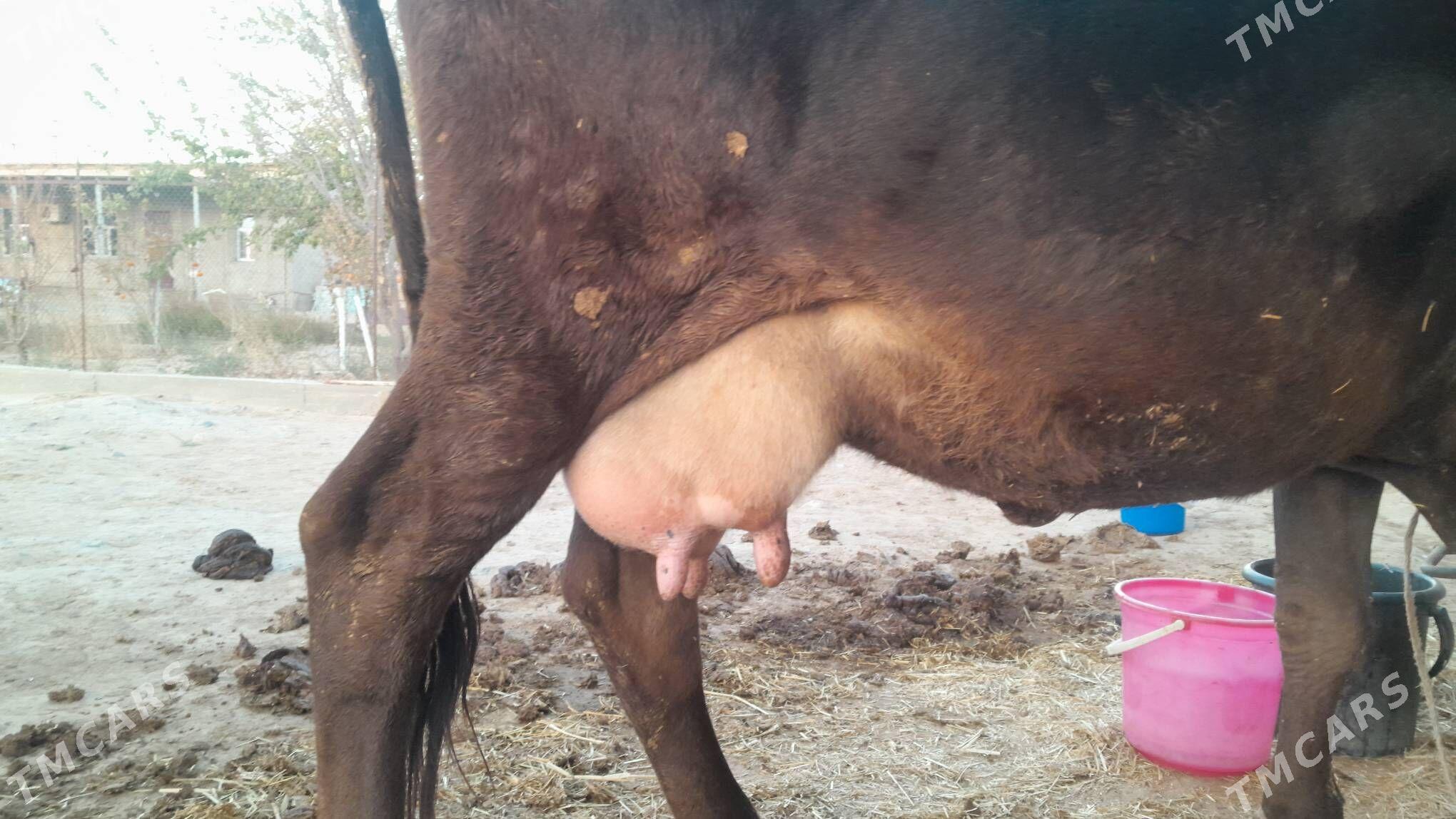 Şwes sygyr - Gyzylarbat - img 1