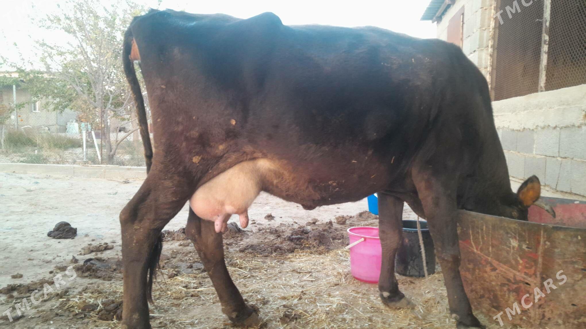 Şwes sygyr - Gyzylarbat - img 2