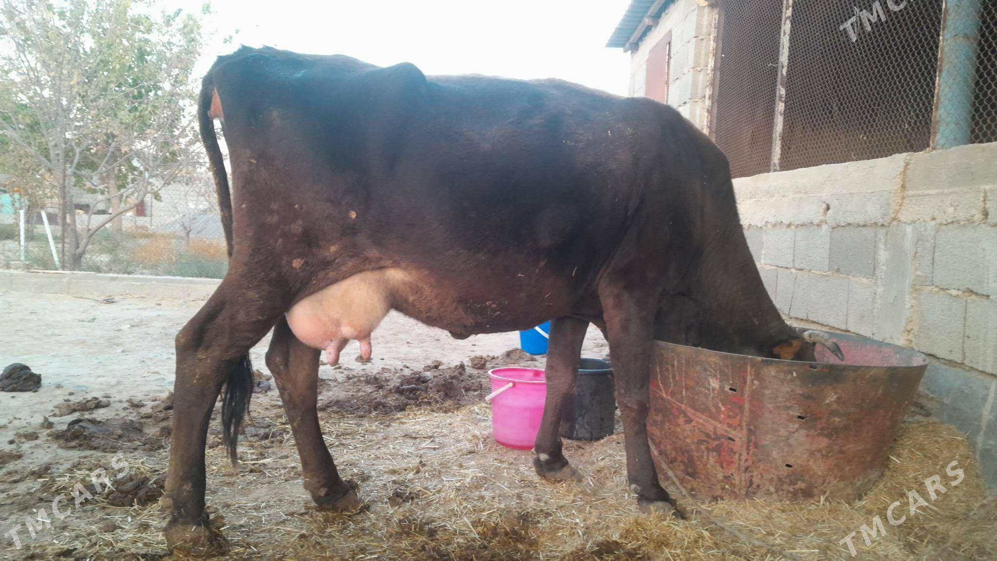 Şwes sygyr - Gyzylarbat - img 5