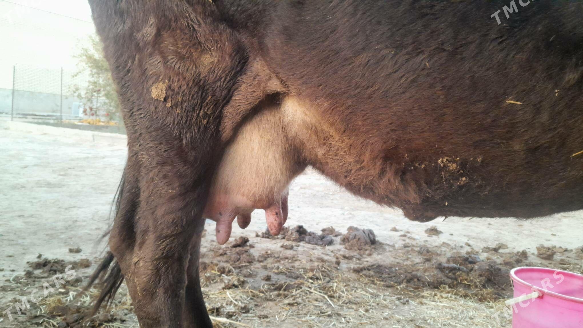 Şwes sygyr - Gyzylarbat - img 6