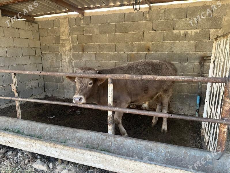 okuz - Ашхабад - img 2