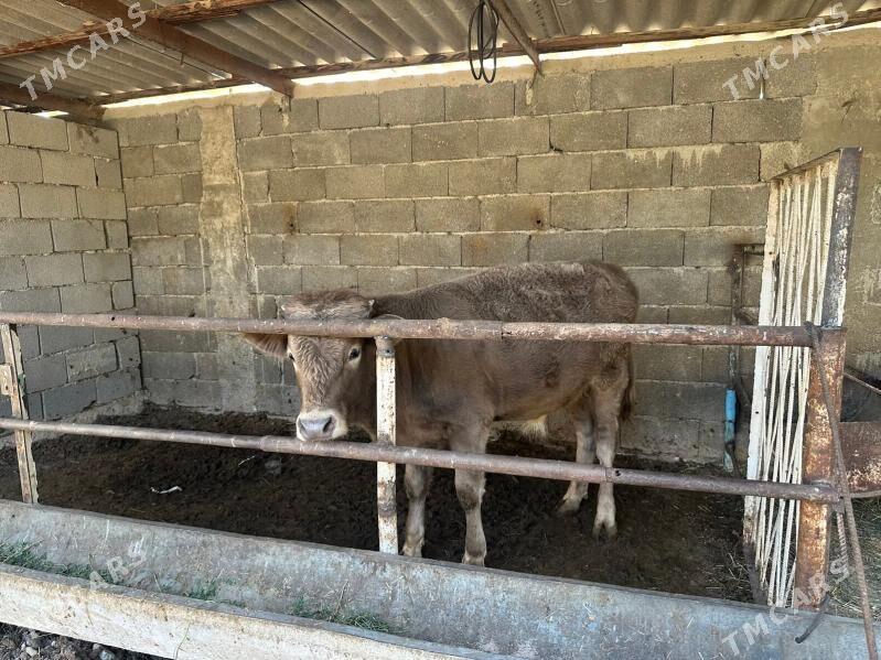 okuz - Ашхабад - img 1