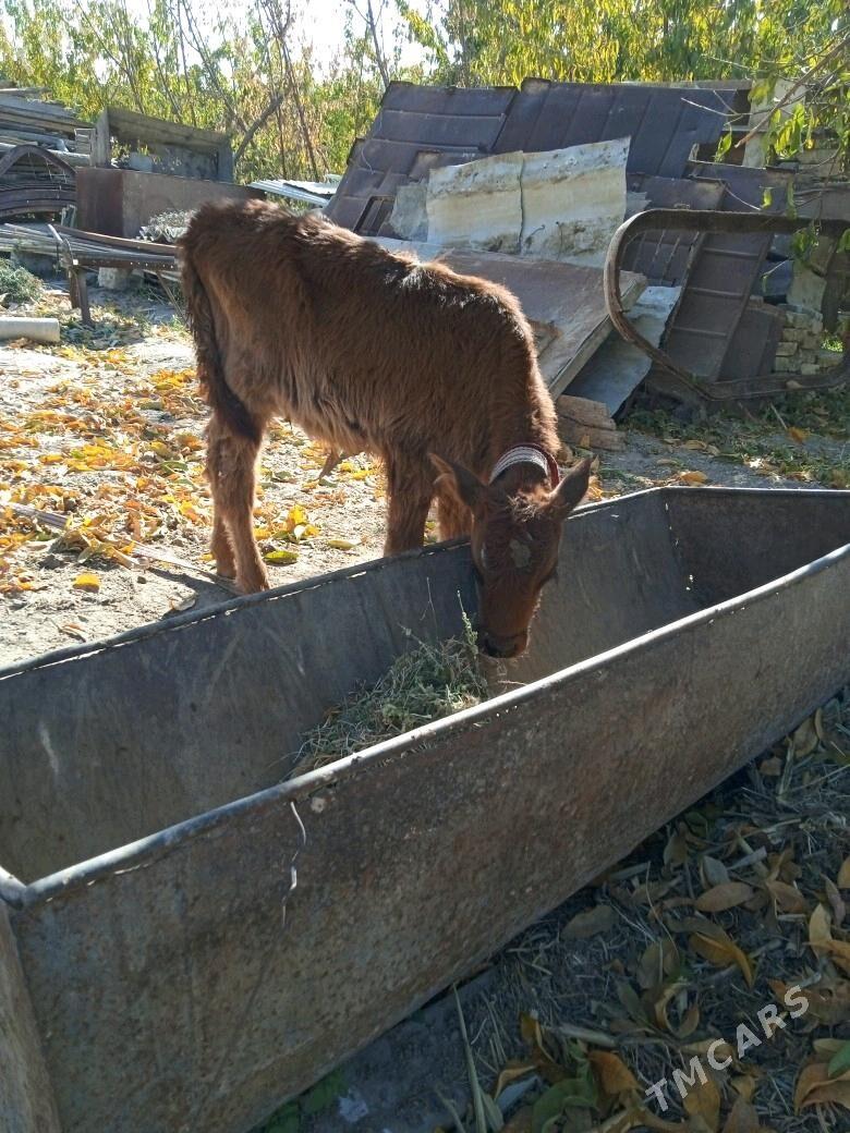 Gulajyn - Мары - img 2