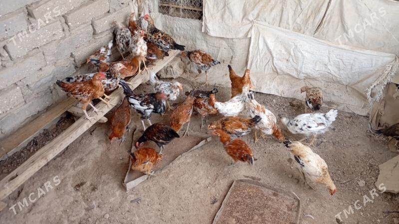 Juyjele - Esenguly - img 2