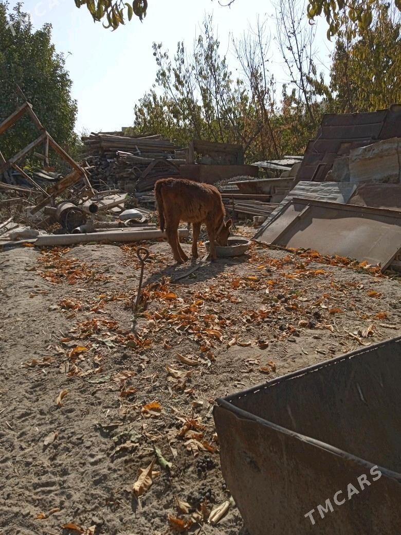 Gulajyn - Мары - img 1