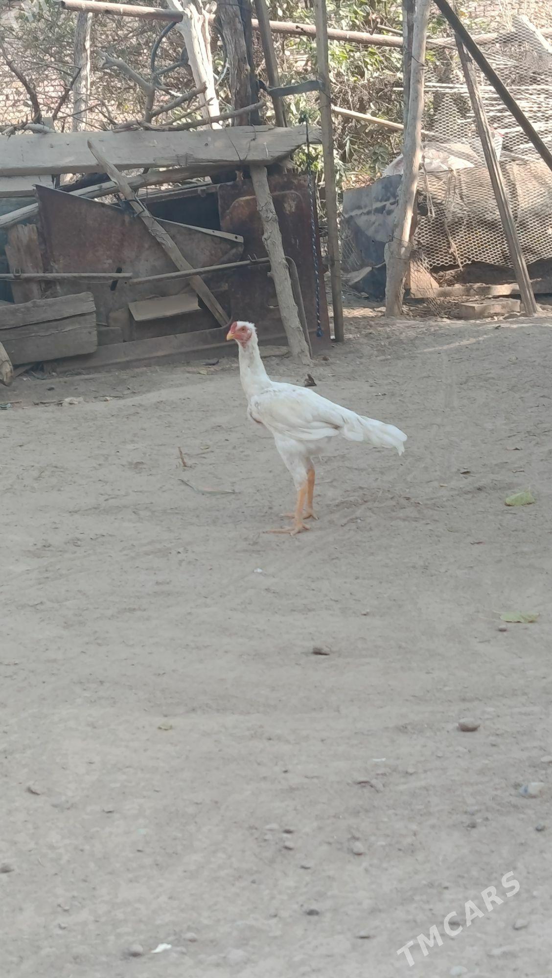 Baÿes horaz - Сакарчага - img 2