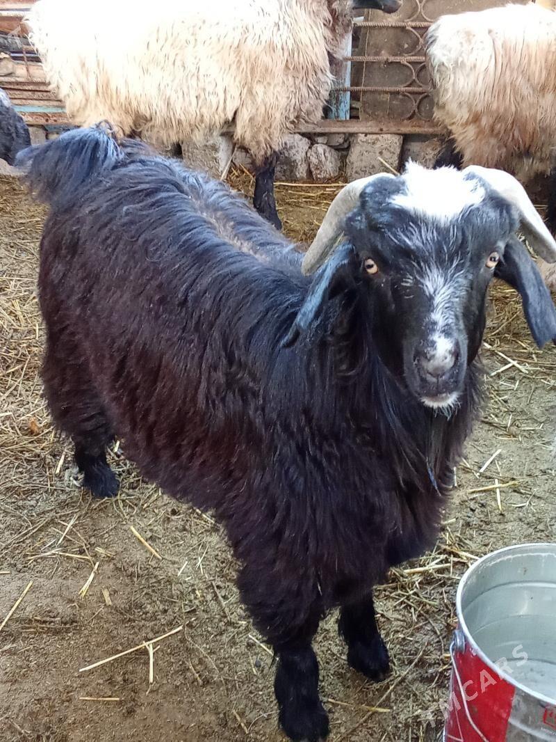 cebiscebis - Aşgabat - img 2