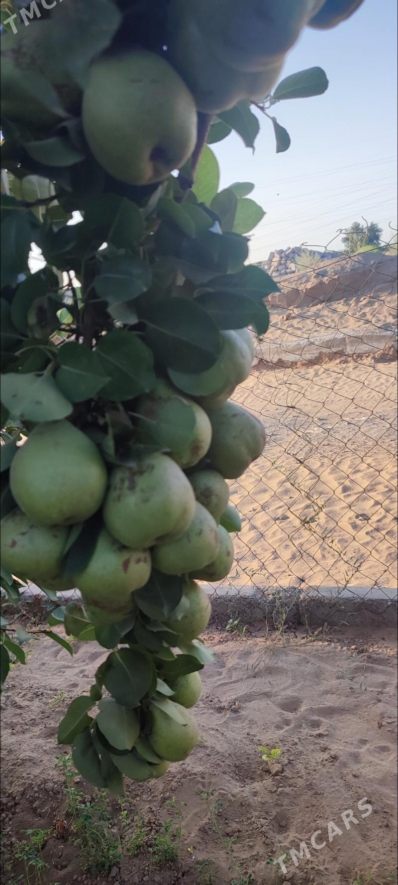 Anew plan - Änew - img 7