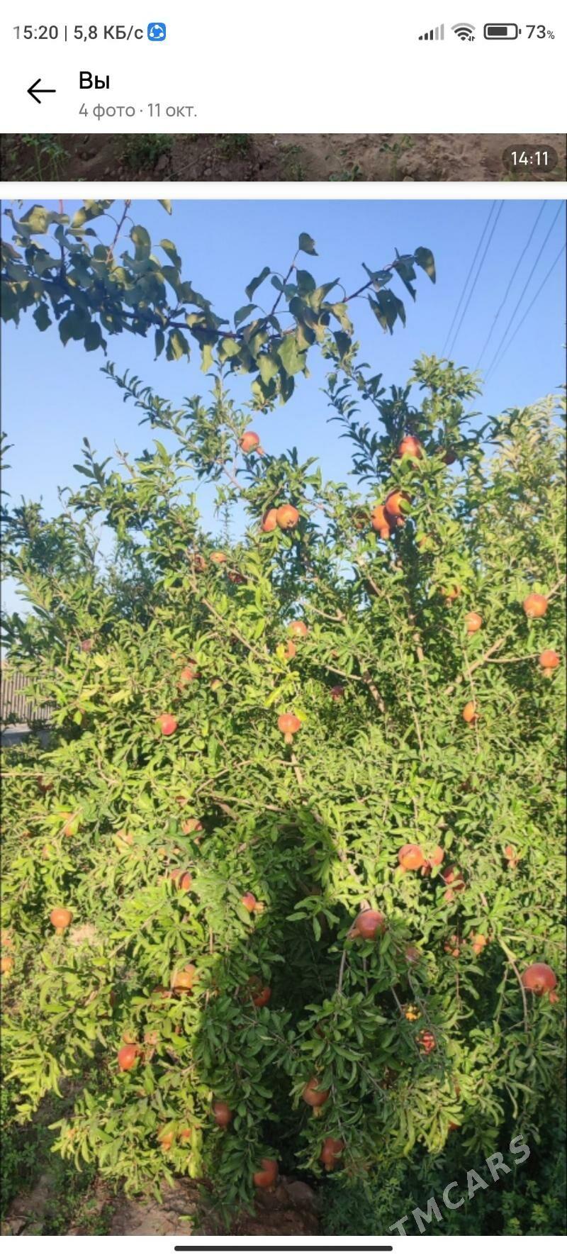 Änew mellek - Änew - img 3