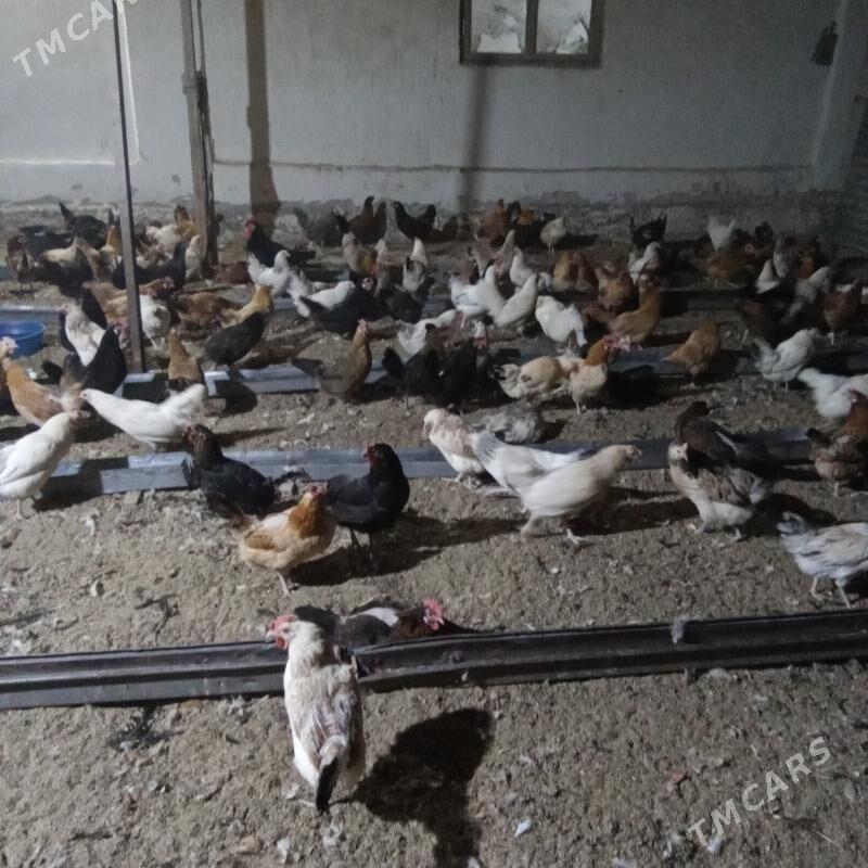 товук - Туркменабат - img 3