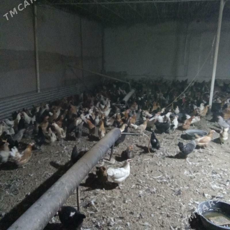 товук - Туркменабат - img 2