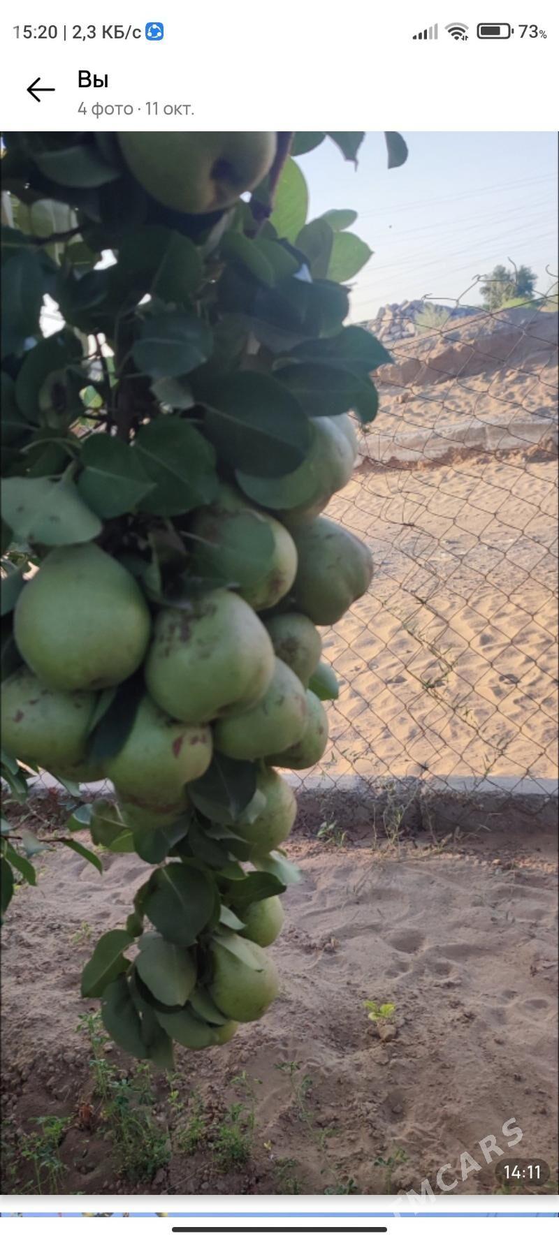 Änew mellek - Änew - img 2