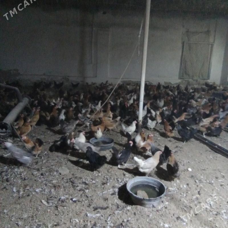 товук - Туркменабат - img 4