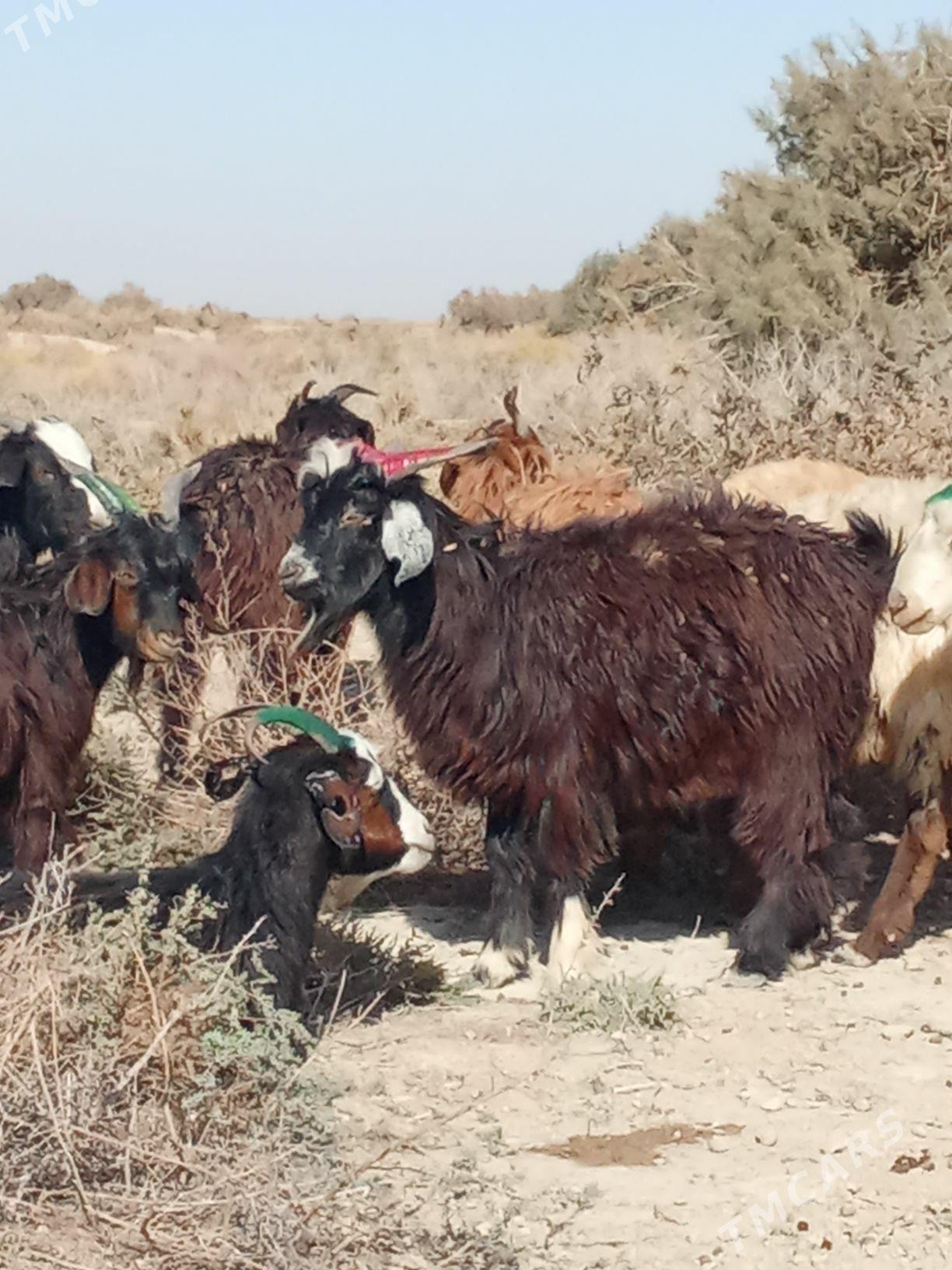 Cewis - Гызыларбат - img 1