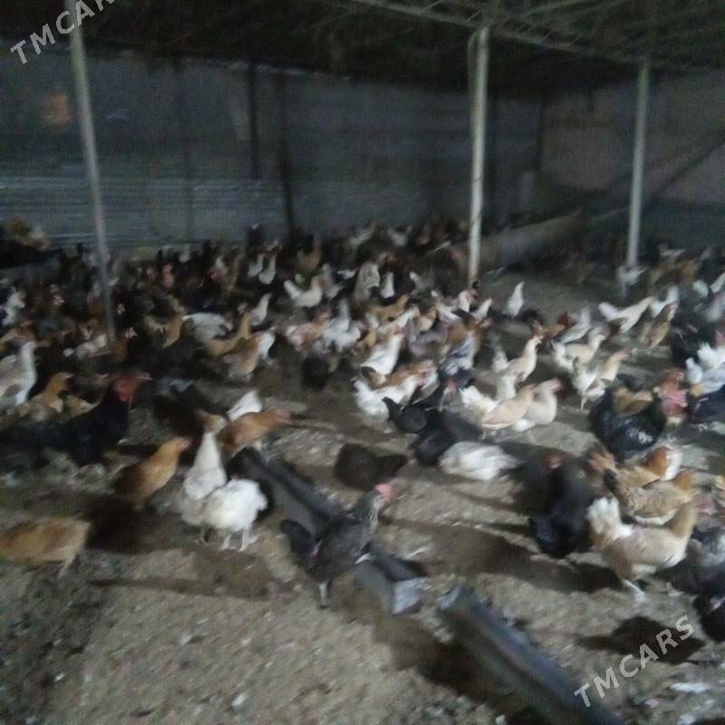 товук - Туркменабат - img 6