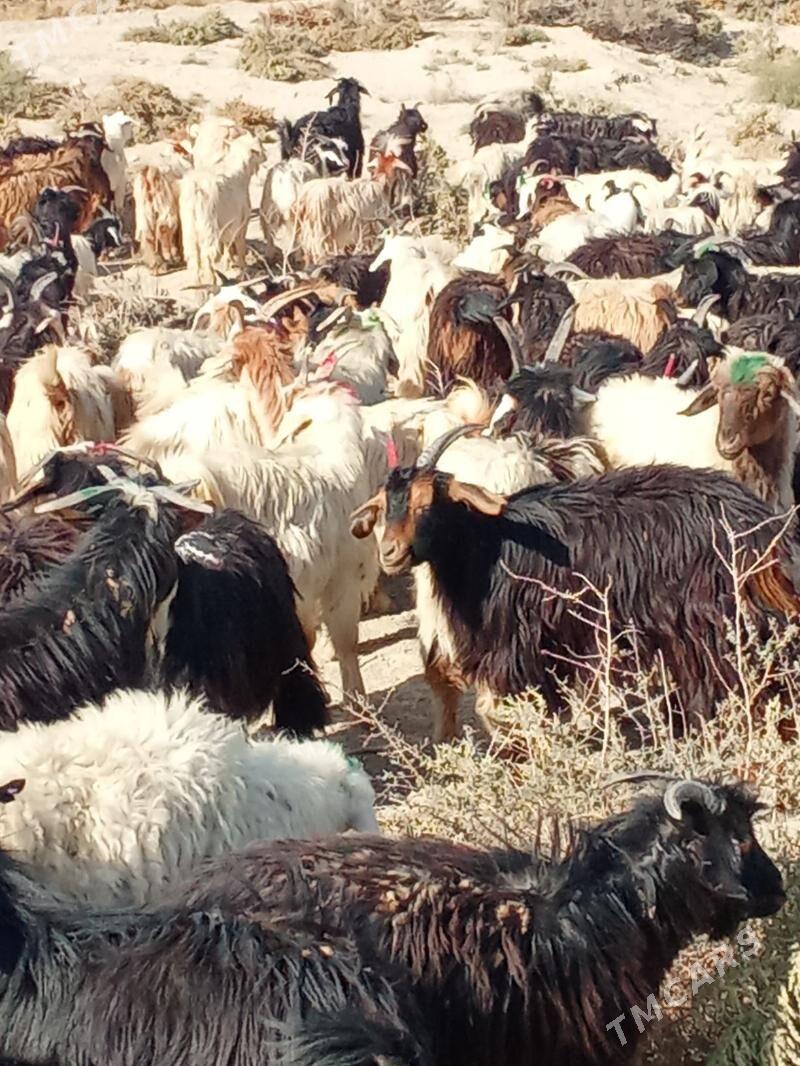 Cewis - Гызыларбат - img 4