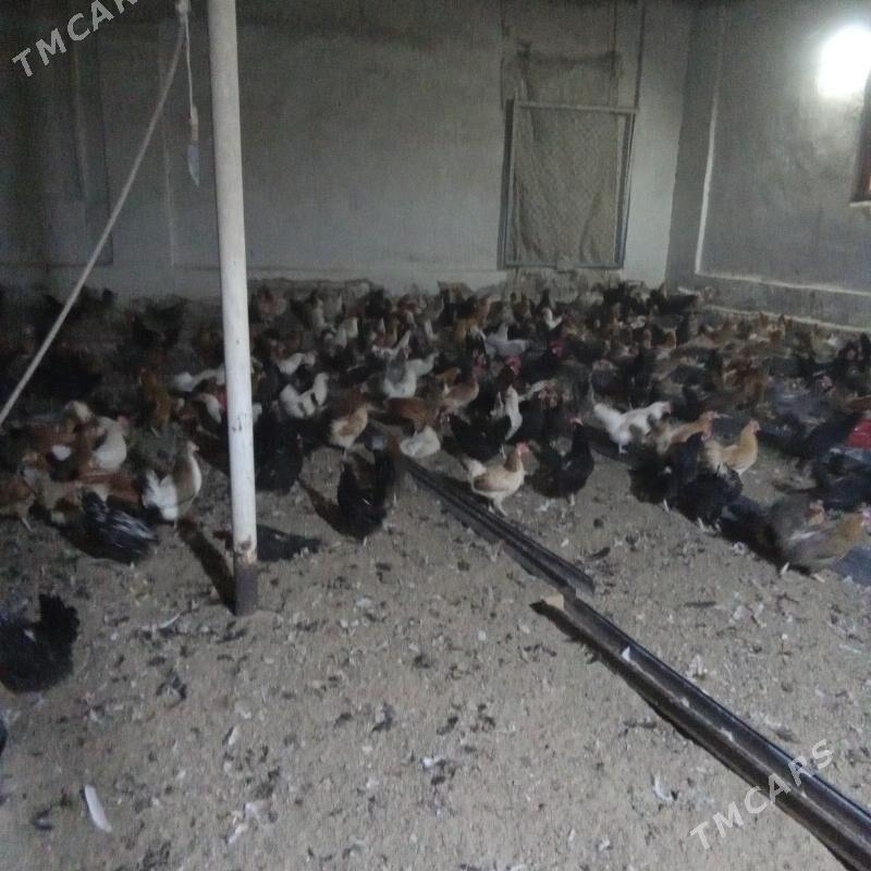 товук - Туркменабат - img 5