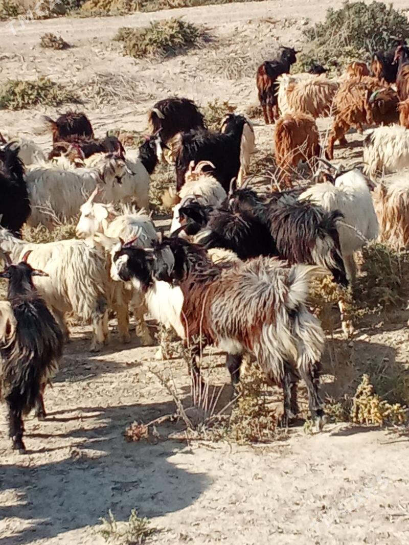 Cewis - Гызыларбат - img 2