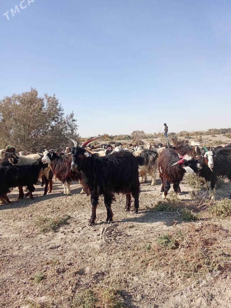 Cewis - Гызыларбат - img 3