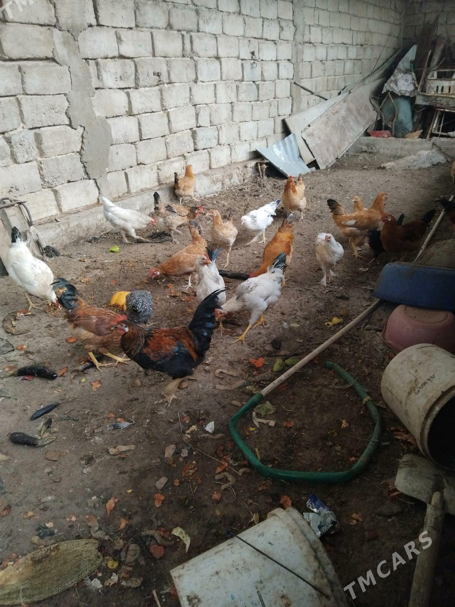 Horaz - Aşgabat - img 2