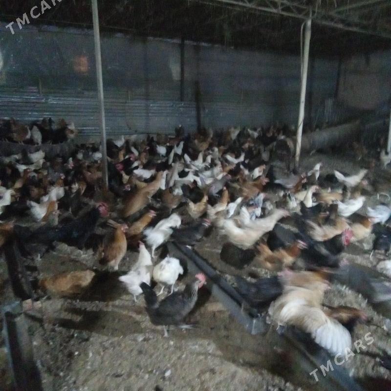 товук - Туркменабат - img 7