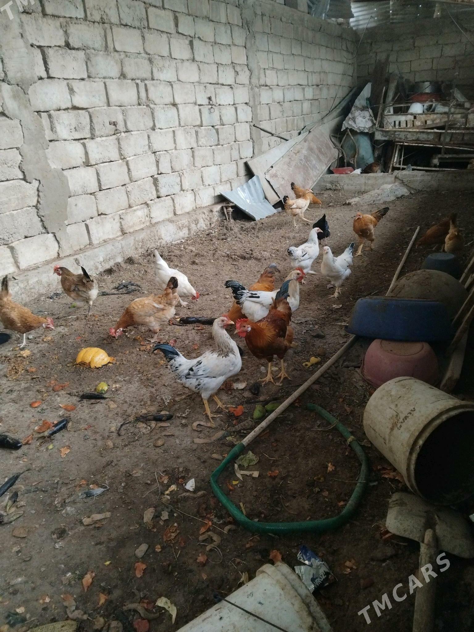 Horaz - Aşgabat - img 1