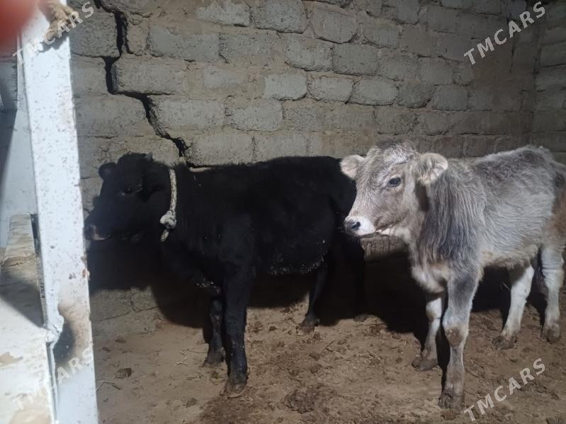 öküz - Büzmeýin - img 5