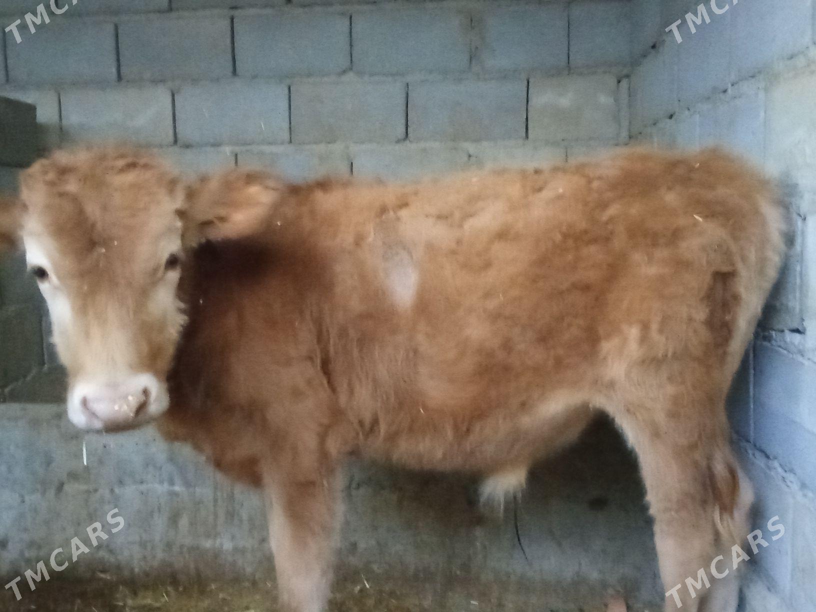 okuzce - Gyzylarbat - img 2