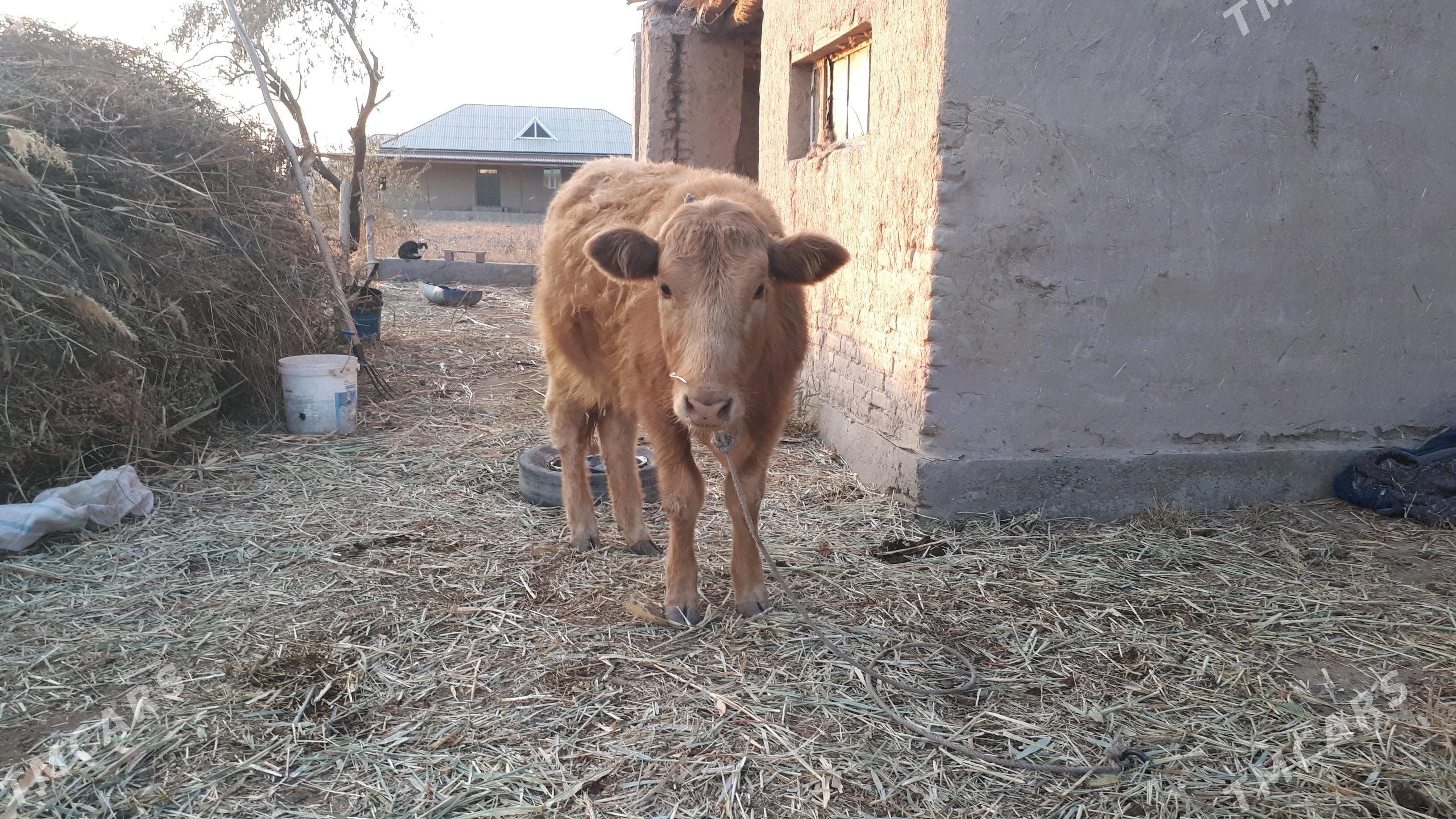 şves gachar - Köneürgenç - img 1