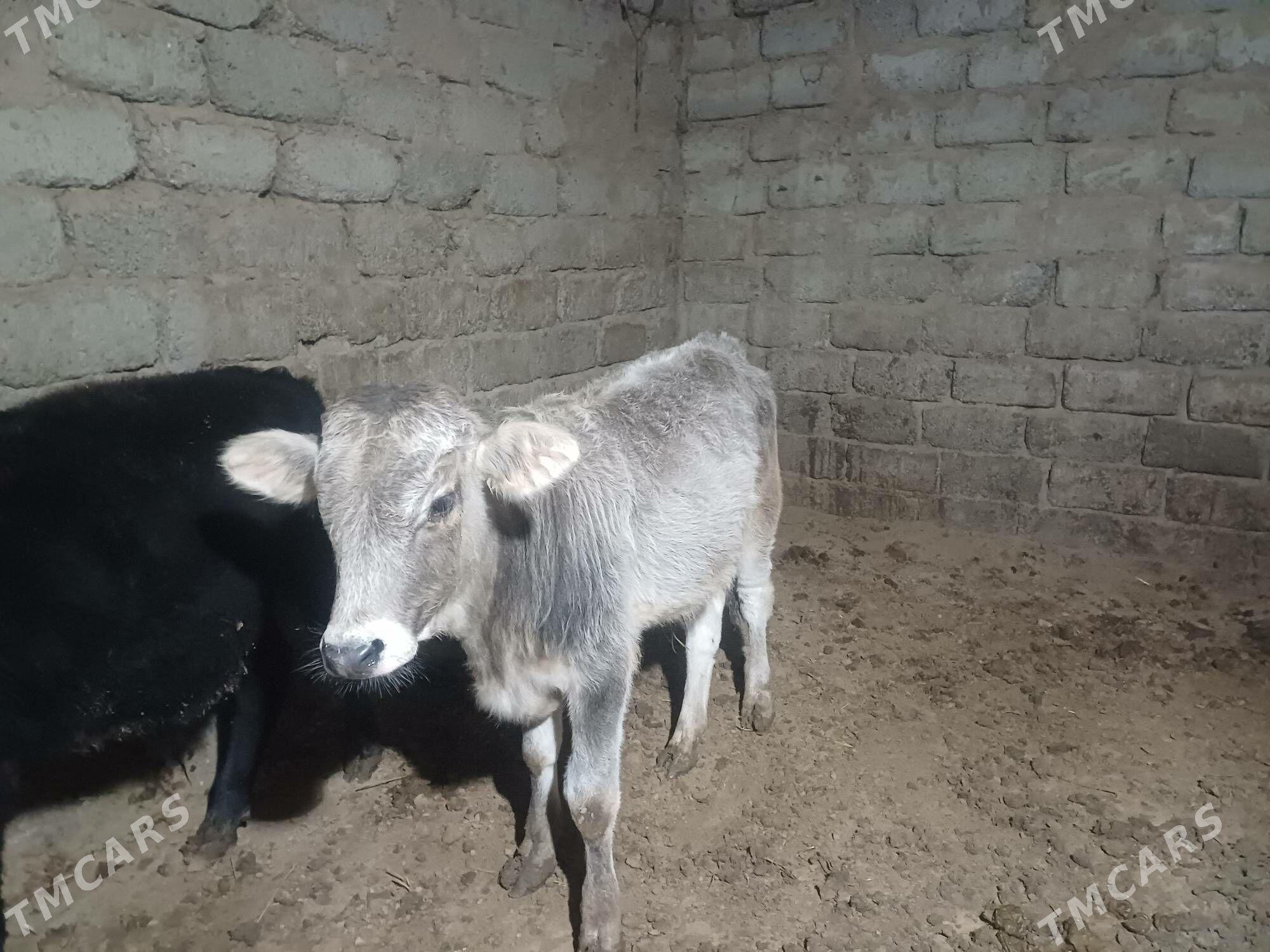 öküz - Büzmeýin - img 6