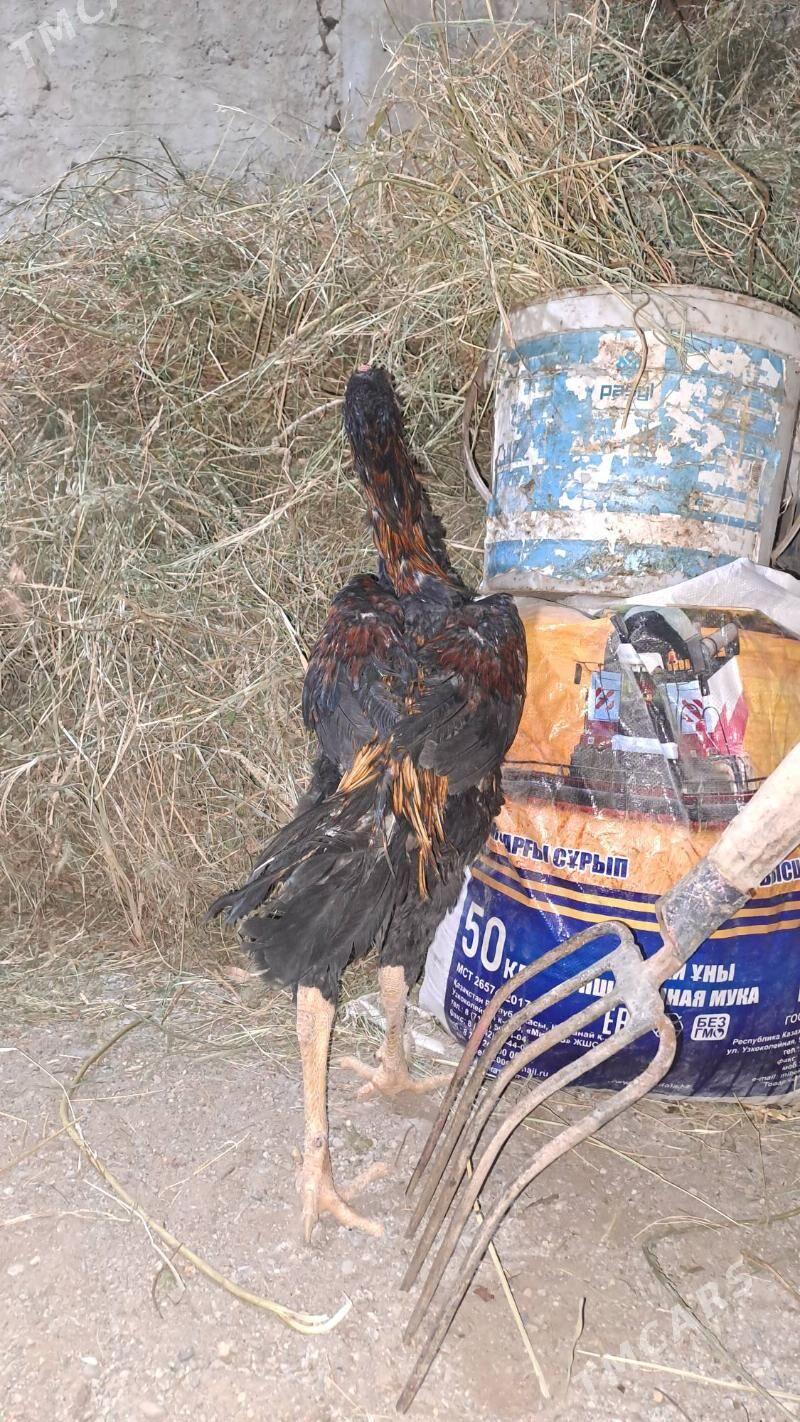 Özbek Taşkent - Büzmeýin - img 2