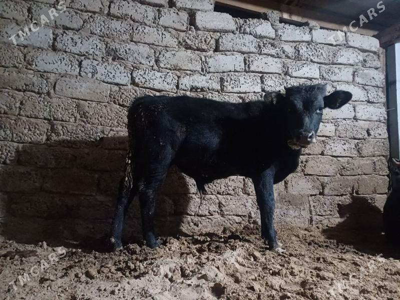 öküz - Büzmeýin - img 7