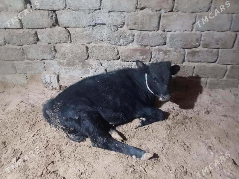 öküz - Büzmeýin - img 3