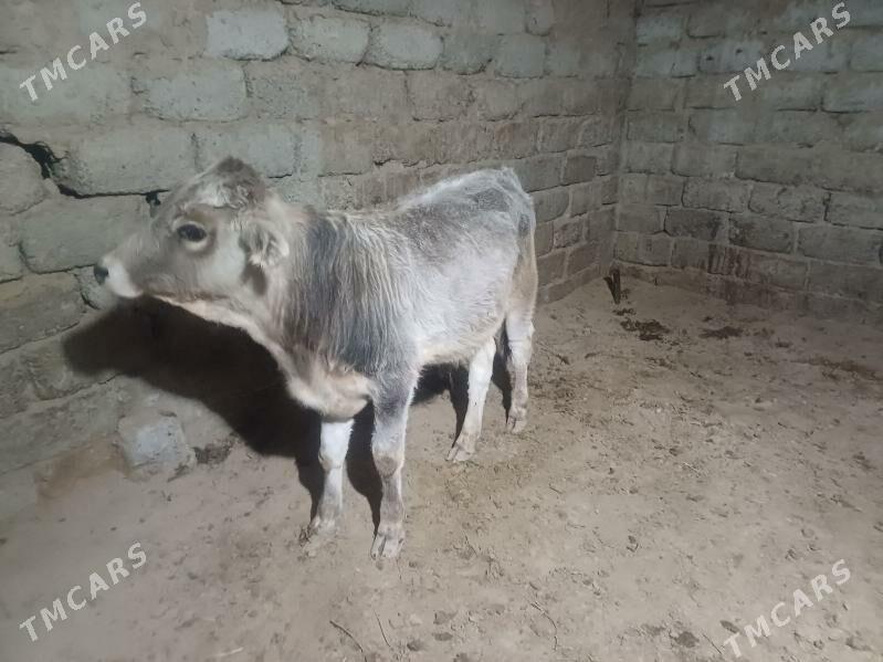 öküz - Büzmeýin - img 8