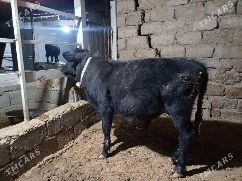 öküz - Büzmeýin - img 1